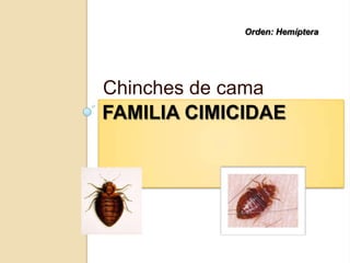 FAMILIA CIMICIDAE
Chinches de cama
Orden: Hemíptera
 