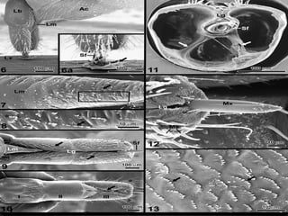 Orden homoptera | PDF
