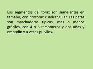 Los segmentos del tórax son semejantes en
tamaño, con protórax cuadrangular. Las patas
son marchadoras típicas, mas o menos
gráciles, con 4 ó 5 tarsómeros y dos uñas y
empodio y a veces pulvilos.
 