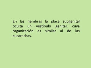 En las hembras la placa subgenital
oculta un vestíbulo genital, cuya
organización es similar al de las
cucarachas.
 