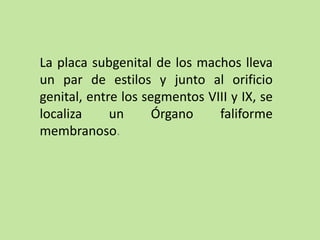 La placa subgenital de los machos lleva
un par de estilos y junto al orificio
genital, entre los segmentos VIII y IX, se
localiza un Órgano faliforme
membranoso.
 