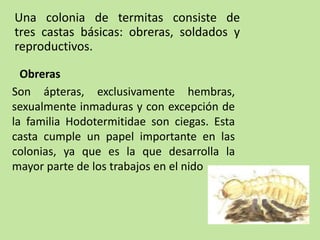Una colonia de termitas consiste de
tres castas básicas: obreras, soldados y
reproductivos.
Obreras
Son ápteras, exclusivamente hembras,
sexualmente inmaduras y con excepción de
la familia Hodotermitidae son ciegas. Esta
casta cumple un papel importante en las
colonias, ya que es la que desarrolla la
mayor parte de los trabajos en el nido
 