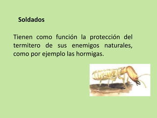 Tienen como función la protección del
termitero de sus enemigos naturales,
como por ejemplo las hormigas.
Soldados
 