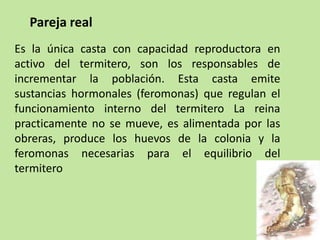 Es la única casta con capacidad reproductora en
activo del termitero, son los responsables de
incrementar la población. Esta casta emite
sustancias hormonales (feromonas) que regulan el
funcionamiento interno del termitero La reina
practicamente no se mueve, es alimentada por las
obreras, produce los huevos de la colonia y la
feromonas necesarias para el equilibrio del
termitero
Pareja real
 