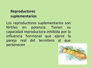 Los reproductores suplementarios son
fértiles en potencia. Tienen su
capacidad reproductora inhibida por la
influencia hormonal que ejerce la
pareja real del termitero al que
pertenecen
Reproductores
suplementarios
 