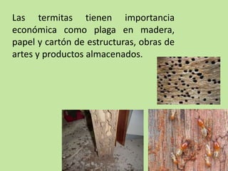 Las termitas tienen importancia
económica como plaga en madera,
papel y cartón de estructuras, obras de
artes y productos almacenados.
 