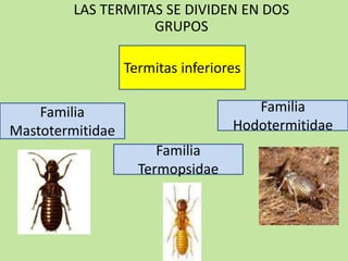 LAS TERMITAS SE DIVIDEN EN DOS
GRUPOS
Termitas inferiores
Familia
Termopsidae
Familia
Hodotermitidae
Familia
Mastotermitidae
 