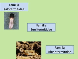 Familia
Kalotermitidae
Familia
Serritermitidae
Familia
Rhinotermitidae
 