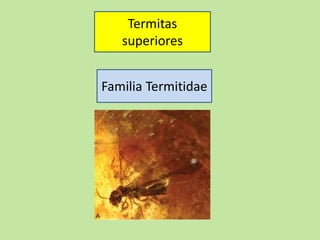 Termitas
superiores
Familia Termitidae
 