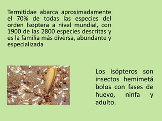Termitidae abarca aproximadamente
el 70% de todas las especies del
orden Isoptera a nivel mundial, con
1900 de las 2800 especies descritas y
es la familia más diversa, abundante y
especializada
Los isópteros son
insectos hemimetá
bolos con fases de
huevo, ninfa y
adulto.
 