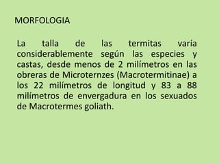 La talla de las termitas varía
considerablemente según las especies y
castas, desde menos de 2 milímetros en las
obreras de Microternzes (Macrotermitinae) a
los 22 milímetros de longitud y 83 a 88
milímetros de envergadura en los sexuados
de Macrotermes goliath.
MORFOLOGIA
 