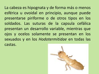 La cabeza es hipognata y de forma más o menos
esférica u ovoidal en principio, aunque puede
presentarse piriforme o de otros tipos en los
soldados. Las suturas de la capsula cefálica
presentan un desarrollo variable, mientras que
ojos y ocelos solamente se presentan en los
sexuados y en los Hodotermitidae en todas las
castas.
 
