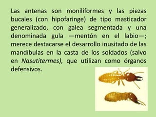 Las antenas son moniliformes y las piezas
bucales (con hipofaringe) de tipo masticador
generalizado, con galea segmentada y una
denominada gula —mentón en el labio—;
merece destacarse el desarrollo inusitado de las
mandíbulas en la casta de los soldados (salvo
en Nasutitermes), que utilizan como órganos
defensivos.
 