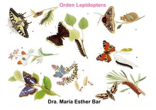 Orden Lepidoptera
Dra. María Esther Bar
 