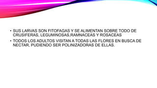 • SUS LARVAS SON FITOFAGAS Y SE ALIMENTAN SOBRE TODO DE
CRUSIFERAS, LEGUMINOSAS,RAMNACEAS Y ROSACEAS
• TODOS LOS ADULTOS VISITAN A TODAS LAS FLORES EN BUSCA DE
NECTAR, PUDIENDO SER POLINIZADORAS DE ELLAS.
 
