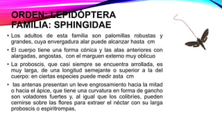 ORDEN: LEPIDÓPTERA
FAMILIA: SPHINGIDAE
• Los adultos de esta familia son palomillas robustas y
grandes, cuya envergadura alar puede alcanzar hasta cm
• El cuerpo tiene una forma cónica y las alas anteriores con
alargadas, angostas, con el marguen externo muy oblicuo
• La proboscis, que casi siempre se encuentra arrollada, es
muy larga, de una longitud semejante o superior a la del
cuerpo: en ciertas especies puede medir asta cm
• las antenas presentan un leve engrosamiento hacia la mitad
o hacia el ápice, que tiene una curvatura en forma de gancho
son voladores fuertes y, al igual que los colibríes, pueden
cernirse sobre las flores para extraer el néctar con su larga
proboscis o espiritrompas.
 