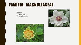 FAMILIA MAGNOLIACEAE
Géneros:
 Magnolia
 Liriodendron
 