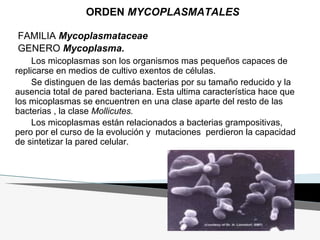 ORDEN MYCOPLASMATALES
FAMILIA Mycoplasmataceae
GENERO Mycoplasma.
Los micoplasmas son los organismos mas pequeños capaces de
replicarse en medios de cultivo exentos de células.
Se distinguen de las demás bacterias por su tamaño reducido y la
ausencia total de pared bacteriana. Esta ultima característica hace que
los micoplasmas se encuentren en una clase aparte del resto de las
bacterias , la clase Mollicutes.
Los micoplasmas están relacionados a bacterias grampositivas,
pero por el curso de la evolución y mutaciones perdieron la capacidad
de sintetizar la pared celular.
 