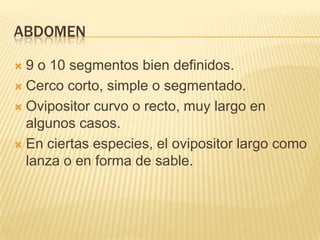 ABDOMEN

 9 o 10 segmentos bien definidos.
 Cerco corto, simple o segmentado.

 Ovipositor curvo o recto, muy largo en
  algunos casos.
 En ciertas especies, el ovipositor largo como
  lanza o en forma de sable.
 