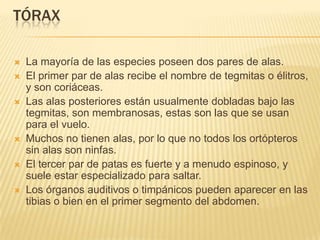 TÓRAX

   La mayoría de las especies poseen dos pares de alas.
   El primer par de alas recibe el nombre de tegmitas o élitros,
    y son coriáceas.
   Las alas posteriores están usualmente dobladas bajo las
    tegmitas, son membranosas, estas son las que se usan
    para el vuelo.
   Muchos no tienen alas, por lo que no todos los ortópteros
    sin alas son ninfas.
   El tercer par de patas es fuerte y a menudo espinoso, y
    suele estar especializado para saltar.
   Los órganos auditivos o timpánicos pueden aparecer en las
    tibias o bien en el primer segmento del abdomen.
 