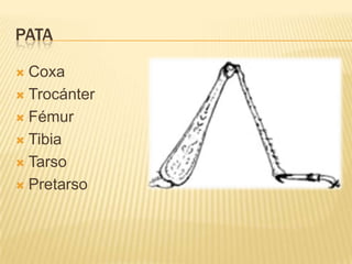 PATA

 Coxa
 Trocánter

 Fémur

 Tibia

 Tarso

 Pretarso
 