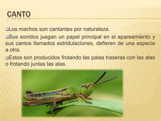 CANTO
Los  machos son cantantes por naturaleza.
Sus sonidos juegan un papel principal en el apareamiento y
sus cantos llamados estridulaciones, defieren de una especie
a otra.
Estos son producidos frotando las patas traseras con las alas
o frotando juntas las alas.
 