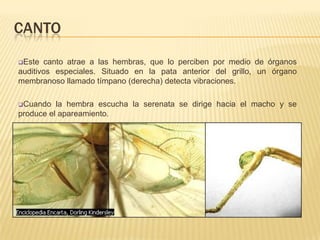 CANTO
Este  canto atrae a las hembras, que lo perciben por medio de órganos
auditivos especiales. Situado en la pata anterior del grillo, un órgano
membranoso llamado tímpano (derecha) detecta vibraciones.

Cuando   la hembra escucha la serenata se dirige hacia el macho y se
produce el apareamiento.
 