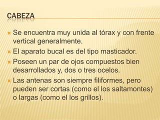 CABEZA

 Se encuentra muy unida al tórax y con frente
  vertical generalmente.
 El aparato bucal es del tipo masticador.

 Poseen un par de ojos compuestos bien
  desarrollados y, dos o tres ocelos.
 Las antenas son siempre filiformes, pero
  pueden ser cortas (como el los saltamontes)
  o largas (como el los grillos).
 