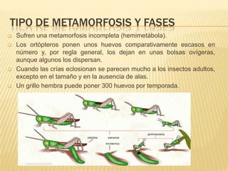 TIPO DE METAMORFOSIS Y FASES
   Sufren una metamorfosis incompleta (hemimetábola).
   Los ortópteros ponen unos huevos comparativamente escasos en
    número y, por regla general, los dejan en unas bolsas ovígeras,
    aunque algunos los dispersan.
   Cuando las crías eclosionan se parecen mucho a los insectos adultos,
    excepto en el tamaño y en la ausencia de alas.
   Un grillo hembra puede poner 300 huevos por temporada.
 
