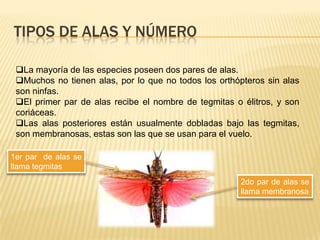 TIPOS DE ALAS Y NÚMERO

 La mayoría de las especies poseen dos pares de alas.
 Muchos no tienen alas, por lo que no todos los orthópteros sin alas
 son ninfas.
 El primer par de alas recibe el nombre de tegmitas o élitros, y son
 coriáceas.
 Las alas posteriores están usualmente dobladas bajo las tegmitas,
 son membranosas, estas son las que se usan para el vuelo.

1er par de alas se
llama tegmitas
                                                      2do par de alas se
                                                      llama membranosa
 