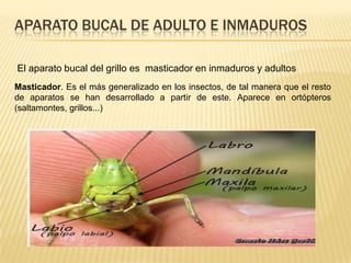 APARATO BUCAL DE ADULTO E INMADUROS

El aparato bucal del grillo es masticador en inmaduros y adultos
Masticador. Es el más generalizado en los insectos, de tal manera que el resto
de aparatos se han desarrollado a partir de este. Aparece en ortópteros
(saltamontes, grillos...)
 