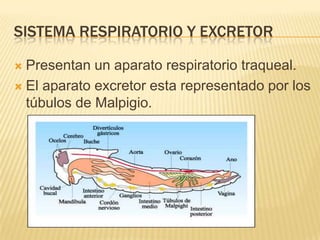 SISTEMA RESPIRATORIO Y EXCRETOR

 Presentan un aparato respiratorio traqueal.
 El aparato excretor esta representado por los
  túbulos de Malpigio.
 
