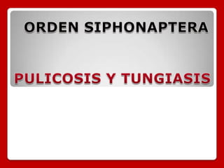 ORDEN SIPHONAPTERA PULICOSIS Y TUNGIASIS 