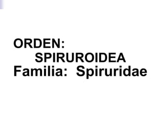 ORDEN:
SPIRUROIDEA
Familia: Spiruridae
 