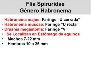 ORDEN SPIRUROIDEA GEN HABRONEMA F.pdf