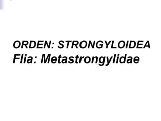 ORDEN: STRONGYLOIDEA
Flia: Metastrongylidae
 