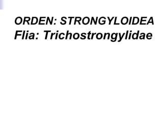 ORDEN: STRONGYLOIDEA
Flia: Trichostrongylidae
 