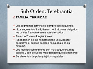 Sub Orden: Terebrantia
O FAMILIA: THRIPIDAE
 Los segmentos terminales siempre son pequeños.
 Los segmentos 3 y 4; tienen 1 ó 2 tricomas delgados
los cuales frecuentemente son bifurcados.
 Alas con 2 venas longitudinales.
 El abdomen de las hembras tiene un ovipositor
serriforme el cual es doblado hacia abajo en su
extremo.
 Los machos comúnmente son más pequeños, más
pálidos y con el cuerpo más delgado que las hembras.
 Se alimentan de polen y tejidos vegetales.
 
