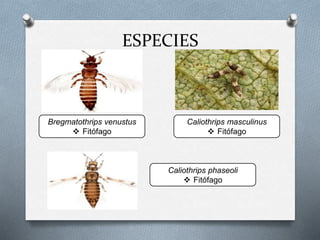 ESPECIES
Bregmatothrips venustus
 Fitófago
Caliothrips masculinus
 Fitófago
Caliothrips phaseoli
 Fitófago
 