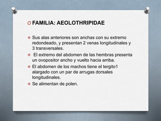 O FAMILIA: AEOLOTHRIPIDAE
 Sus alas anteriores son anchas con su extremo
redondeado, y presentan 2 venas longitudinales y
3 transversales.
 El extremo del abdomen de las hembras presenta
un ovopositor ancho y vuelto hacia arriba.
 El abdomen de los machos tiene el tergito1
alargado con un par de arrugas dorsales
longitudinales.
 Se alimentan de polen.
 