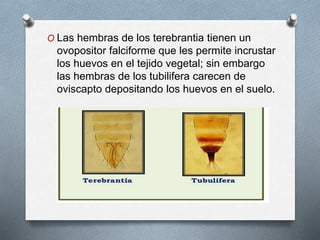 O Las hembras de los terebrantia tienen un
ovopositor falciforme que les permite incrustar
los huevos en el tejido vegetal; sin embargo
las hembras de los tubilifera carecen de
oviscapto depositando los huevos en el suelo.
 
