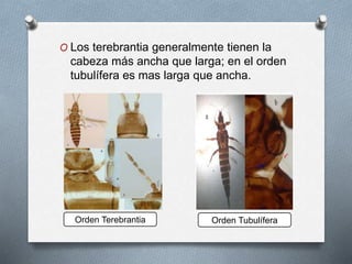 O Los terebrantia generalmente tienen la
cabeza más ancha que larga; en el orden
tubulífera es mas larga que ancha.
Orden Terebrantia Orden Tubulífera
 