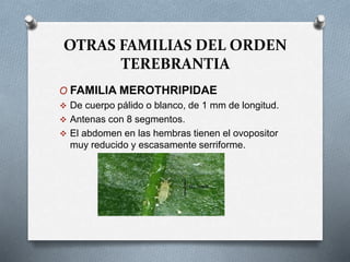 OTRAS FAMILIAS DEL ORDEN
TEREBRANTIA
O FAMILIA MEROTHRIPIDAE
 De cuerpo pálido o blanco, de 1 mm de longitud.
 Antenas con 8 segmentos.
 El abdomen en las hembras tienen el ovopositor
muy reducido y escasamente serriforme.
 