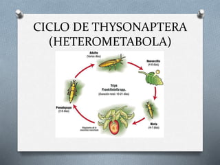CICLO DE THYSONAPTERA
(HETEROMETABOLA)
 