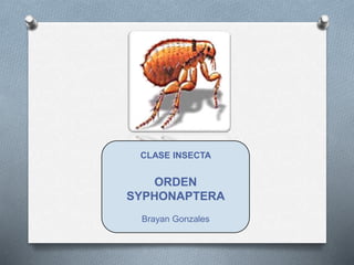 CLASE INSECTA
ORDEN
SYPHONAPTERA
Brayan Gonzales
 