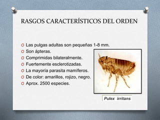 RASGOS CARACTERÍSTICOS DEL ORDEN
O Las pulgas adultas son pequeñas 1-8 mm.
O Son ápteras.
O Comprimidas bilateralmente.
O Fuertemente esclerotizadas.
O La mayoría parasita mamíferos.
O De color: amarillos, rojizo, negro.
O Aprox. 2500 especies.
 