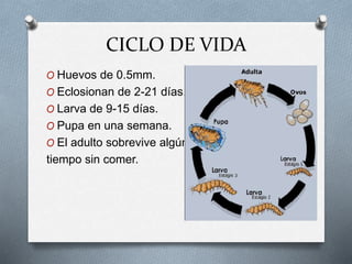 CICLO DE VIDA
O Huevos de 0.5mm.
O Eclosionan de 2-21 días.
O Larva de 9-15 días.
O Pupa en una semana.
O El adulto sobrevive algún
tiempo sin comer.
 