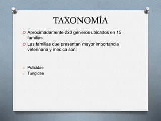 TAXONOMÍA
O Aproximadamente 220 géneros ubicados en 15
familias.
O Las familias que presentan mayor importancia
veterinaria y médica son:
o Pulicidae
o Tungidae
 