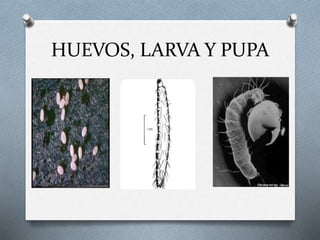HUEVOS, LARVA Y PUPA
 