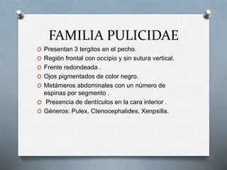FAMILIA PULICIDAE
O Presentan 3 tergitos en el pecho.
O Región frontal con occípio y sin sutura vertical.
O Frente redondeada .
O Ojos pigmentados de color negro.
O Metámeros abdominales con un número de
espinas por segmento .
O Presencia de dentículos en la cara interior .
O Géneros: Pulex, Ctenocephalides, Xenpsilla.
 